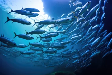 Fotobehang a shoal of fish swimming in synchrony © altitudevisual