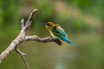 The Asian green bee-eater, also known as the little green bee-eater and green bee-eater in Sri Lanka, is a passerine bird in the bee-eater family.