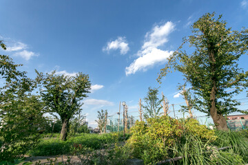 幸ケ谷公園（神奈川県横浜市神奈川区幸ケ谷）