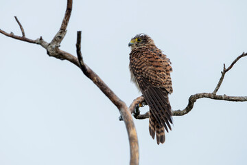 Naklejka premium The spotted kestrel is a member of the falcon family and the falcon subfamily of the daytime birds of prey order.