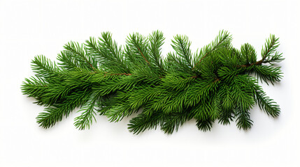 Evergreen fir tree and juniper twigs isolated over a white background - obrazy, fototapety, plakaty