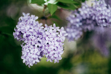 Lilac branch