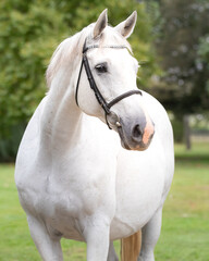 equine horse portrait photograph
