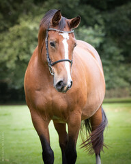 equine horse portrait photograph
