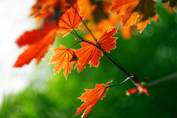 Maple leaves on a tree