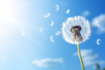 Fototapeta premium Beautiful puffy dandelion and flying seeds against blue sky on sunny day