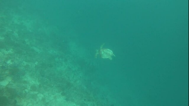 green sea turtle floating in the big ocean far away horizontal orientation
