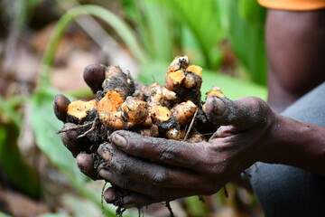 naturally fresh turmeric roots on hand at turmeric field. new Turmeric Ginger harvest. Yellow Turmeric Plant. Curcuma longa. Medicinal Root. Sow Exotic