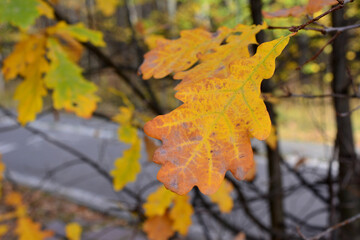 multicolored oak leaves on the oak tree isolated in autumn park 