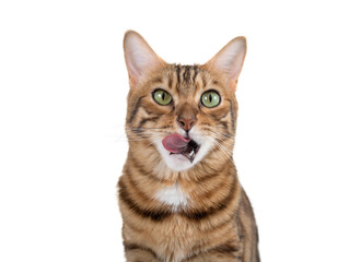 A Bengal cat licks its lips in anticipation of food - obrazy, fototapety, plakaty