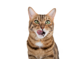 A Bengal cat licks its lips in anticipation of food