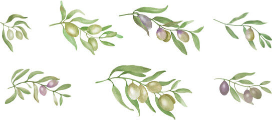 Watercolor olive branch set. Hand drawn illustration isolated on white background. Vector EPS.