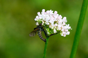 Fliegentöter (Entomophthora muscae, Syn.: Empusa muscae)