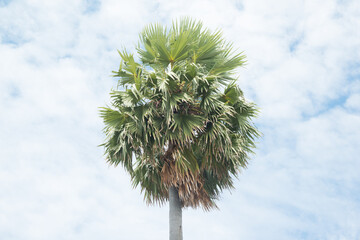 Betel nut trees or Areca nut palm trees on white background, clipping paths.