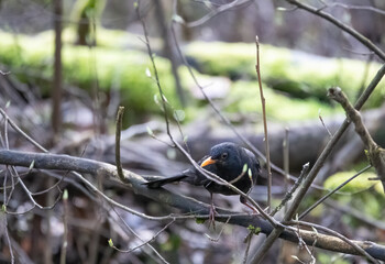 blackbird on a tree