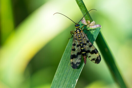 Gemeine Skorpionsfliege (Panorpa communis) Weibchen