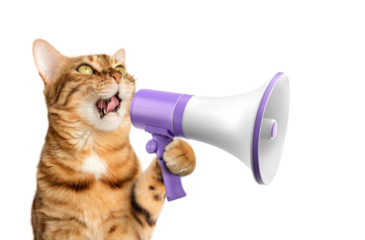 Funny domestic cat with a megaphone on a transparent background.