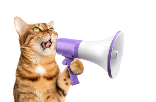 Funny domestic cat with a megaphone on a transparent background.