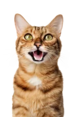 Zelfklevend Fotobehang Funny portrait of a happy smiling bengal cat © Svetlana Rey