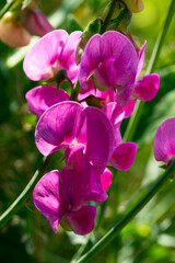 Breitblättrige Platterbse (Lathyrus latifolius)