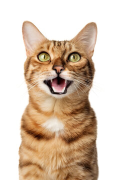 Funny portrait of a happy smiling bengal cat