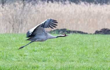 heron in flight