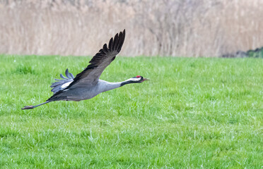 black crowned crane