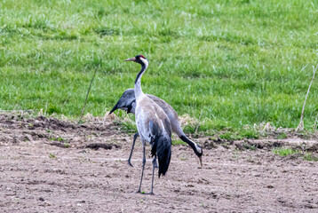 grey crowned crane
