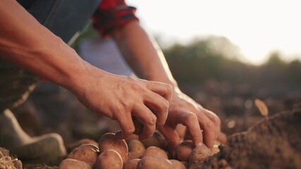 potatoes agriculture. farmer a selects potato harvest next to bag on agricultural field in soil. agriculture business concept lifestyle. farmer works storing potatoes in the field