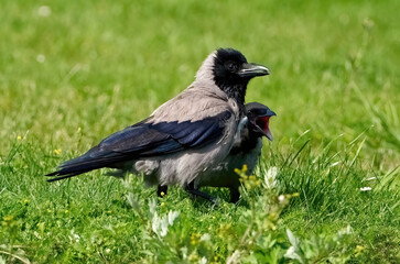 Nebelkrähe (Corvus cornix) mit Jungvogel in einer grünen Wiese im Sommer - Insel Usedom, Deutschland