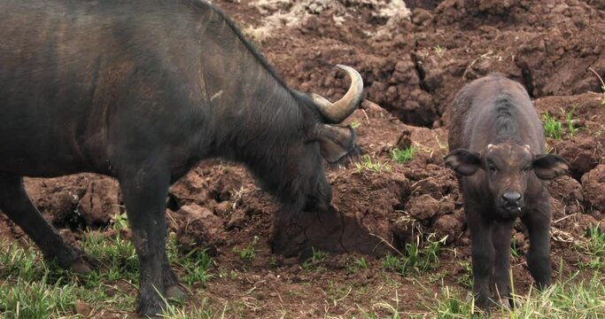 Mother African Buffalo With Calf In Aberdare National Park In Kenya. - close up