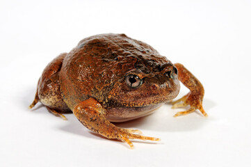 Burmese squat frog // Malaysischer Ochsenfrosch (Glyphoglossus guttulatus / Calluella guttulata)