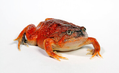 Malaysischer Ochsenfrosch // Burmese squat frog, blotched burrowing frog (Glyphoglossus guttulatus...
