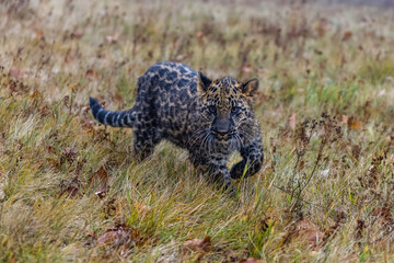 Obraz premium Leopard läuft in hohem Gras