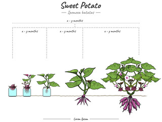 Growing Stages of Sweet potato Ipomoea batatas
