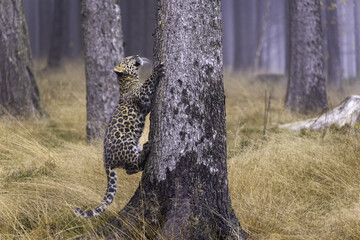 Leopard klettert den Baumstamm hinauf