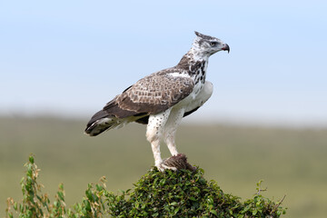 Birds of the Masai Mara -