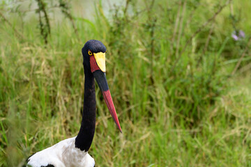 Birds of the Masai Mara -
