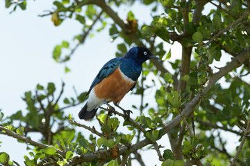 Birds of the Masai Mara -