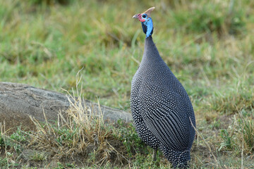 Birds of the Masai Mara -