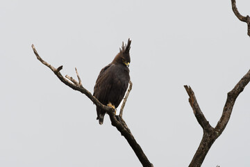 birds of the Masai Mara -