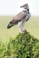 birds of the Masai Mara -