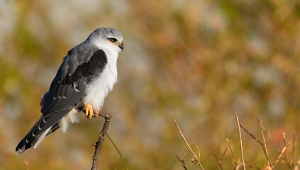 birds of the Masai Mara -