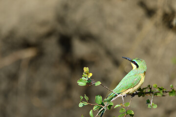 birds of the Masai Mara -