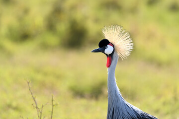 Birds of the Masai Mara -