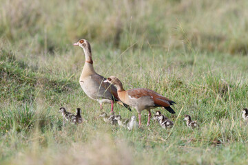 Birds of the Masai Mara -