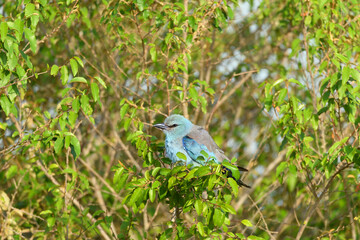 Birds of the Masai Mara -