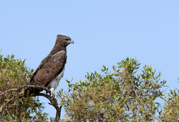 birds of the Masai Mara -
