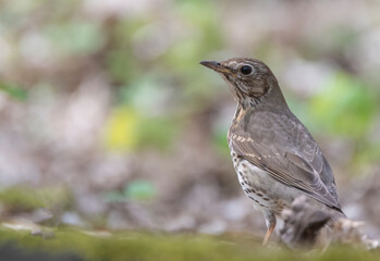 female house sparrow