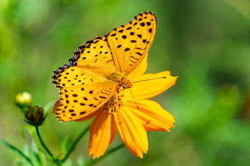 Obraz premium ツマグロヒョウモンとコスモス